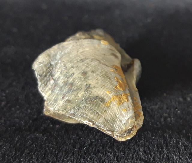 Cyrtospirifer verneuili (MURCHISON 1840) - Bild © FossNet FossilienStore